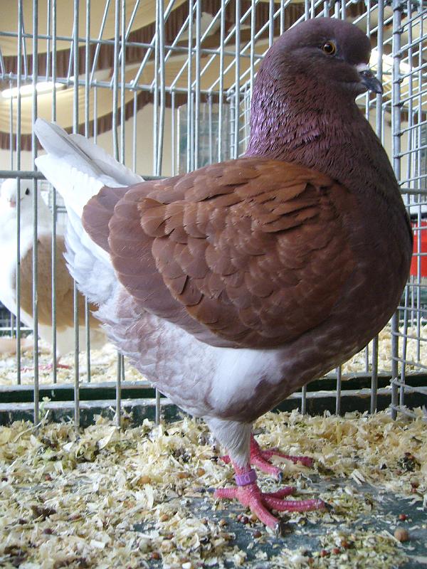 Bezirksschau Luebbecke 363.jpg - Kingtaube dominant rot von Jan Gräf Preis HV 96 LVEJ